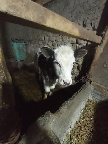 Продаю | Бык (самец) | На откорм | Привязанные at lalafo.kg Продаю | Бык (самец) | На откорм | Привязанные