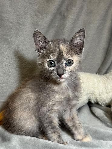 Вязка кошек: 2 месяца, Девочка, Приучена к лотку at lalafo.kg — 1 Вязка кошек: 2 месяца, Девочка, Приучена к лотку — 1