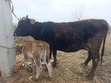 Продаю | Корова (самка) | Полукровка | Для молока | После отела at lalafo.kg Продаю | Корова (самка) | Полукровка | Для молока | После отела
