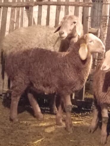 Продаю | Ягненок | Арашан | Для разведения at lalafo.kg Продаю | Ягненок | Арашан | Для разведения