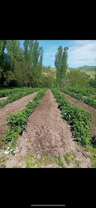 30 соток, Для сельского хозяйства, Красная книга, Тех паспорт at lalafo.kg 30 соток, Для сельского хозяйства, Красная книга, Тех паспорт