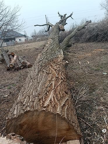 Продаю карагач дерево большое уже спилили ветки убрали чисто ствол lalafo.kg да — 2 Продаю карагач дерево большое уже спилили ветки убрали чисто ствол — 2