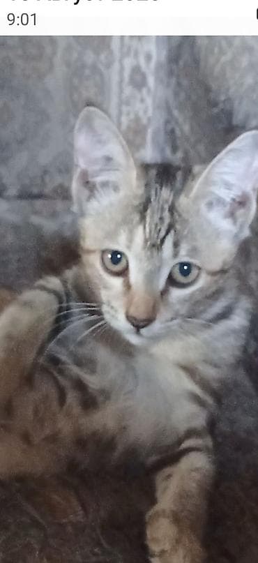 Скотиш Страйт (Шотландская прямоухая), 3 месяца, Девочка at lalafo.kg Скотиш Страйт (Шотландская прямоухая), 3 месяца, Девочка