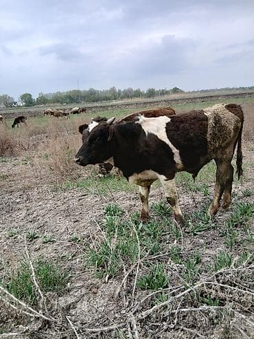 Продаю | Бык (самец) | На откорм at lalafo.kg Продаю | Бык (самец) | На откорм