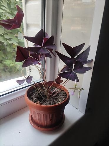 Оксалис (кислица «Бабочки», Oxalis triangularis) в горшке. - lalafo.kg да Оксалис (кислица «Бабочки», Oxalis triangularis) в горшке. -