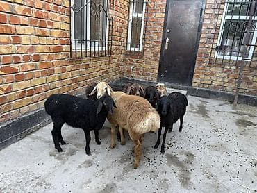 Продаю | Овца (самка) | Для разведения | Ярка at lalafo.kg Продаю | Овца (самка) | Для разведения | Ярка