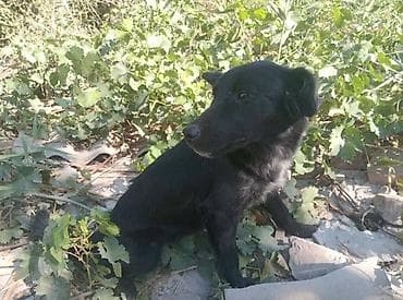 Собака даром: Дворняжка, 1 год, Самка at lalafo.kg Собака даром: Дворняжка, 1 год, Самка