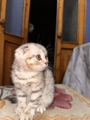 Шотландский вислоухий котёнок девочка - Окрас: серебристый табби с at lalafo.kg Шотландский вислоухий котёнок девочка - Окрас: серебристый табби с