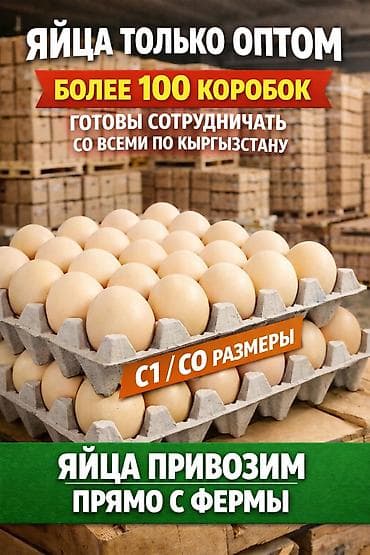 Яйца куриные оптом. Поставки напрямую с фермы Доступны размеры C1- 6 at lalafo.kg Яйца куриные оптом. Поставки напрямую с фермы Доступны размеры C1- 6