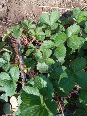 Рассада земляники садовой (клубники) сорт мурано. принимаем заказы на at lalafo.kg Рассада земляники садовой (клубники) сорт мурано. принимаем заказы на