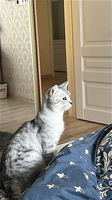 ВЯЗКА😻😽 Кот с серебристым окраcом (серебристая шиншилла ) и янтарными at lalafo.kg ВЯЗКА😻😽 Кот с серебристым окраcом (серебристая шиншилла ) и янтарными