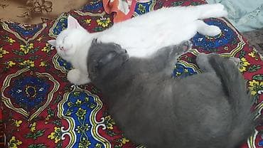 Кошка даром: Беспородная, 6 месяцев, Мальчик, Приучена к лотку at lalafo.kg Кошка даром: Беспородная, 6 месяцев, Мальчик, Приучена к лотку