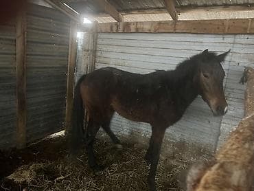 Продаю | Жеребец | Рабочий at lalafo.kg Продаю | Жеребец | Рабочий