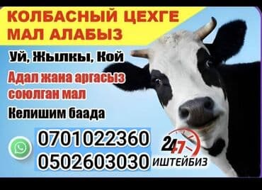 Принимаем скот в колбасный цех. вынужденный забой. по высокой цене at lalafo.kg Принимаем скот в колбасный цех. вынужденный забой. по высокой цене