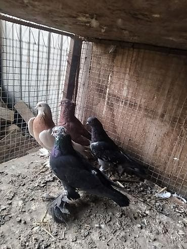 Продам голуби🕊 срочно🆘 игра есть не болеют гарантием даю одна штука at lalafo.kg Продам голуби🕊 срочно🆘 игра есть не болеют гарантием даю одна штука