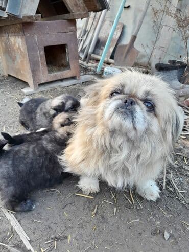 Два мальчика,и одна девочка.День рождение,22-ноября. Пекинес at lalafo.kg Два мальчика,и одна девочка.День рождение,22-ноября. Пекинес