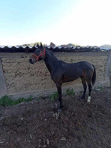 Продаю | Конь (самец) | Полукровка | Рабочий at lalafo.kg Продаю | Конь (самец) | Полукровка | Рабочий