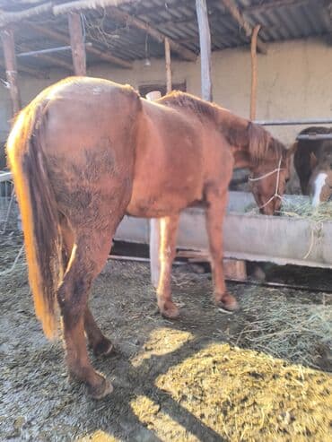 Линолеум: Сатам | Бээ (ургаачы) | Аргын | Көбөйтүү үчүн lalafo.kg да — 1 Линолеум: Сатам | Бээ (ургаачы) | Аргын | Көбөйтүү үчүн — 1