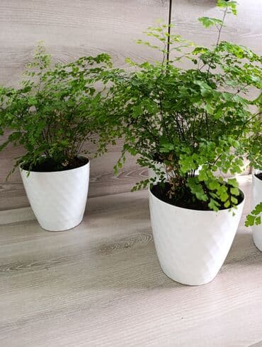 шкафы для одежды ош: Адиантум или как в народе говорят,,Венерин волос,, Молодое at lalafo.kg — 3 шкафы для одежды ош: Адиантум или как в народе говорят,,Венерин волос,, Молодое — 3