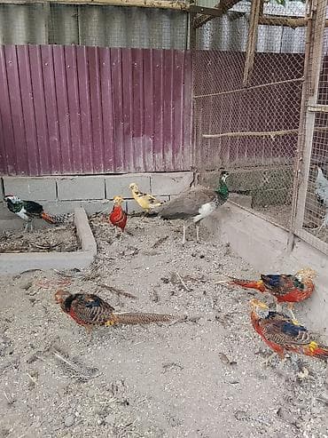 Продаю взрослых золотых, лимонных, алмазных и серебряных фазанов at lalafo.kg Продаю взрослых золотых, лимонных, алмазных и серебряных фазанов