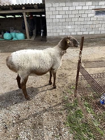 Продаю | Овца (самка) | Для разведения at lalafo.kg Продаю | Овца (самка) | Для разведения