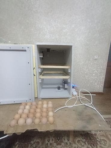 Самодельные инкубаторы для яиц птицы - Конструкция: корпус из at lalafo.kg Самодельные инкубаторы для яиц птицы - Конструкция: корпус из