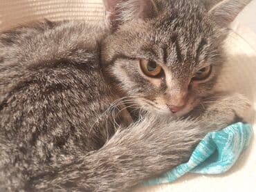 Кошка даром: Беспородная, 6 месяцев, Девочка, Приучена к лотку at lalafo.kg Кошка даром: Беспородная, 6 месяцев, Девочка, Приучена к лотку