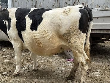 Продаю | Корова (самка) | Голштин | Для молока | Привязанные at lalafo.kg Продаю | Корова (самка) | Голштин | Для молока | Привязанные