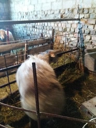 Продаю | Баран (самец) at lalafo.kg Продаю | Баран (самец)