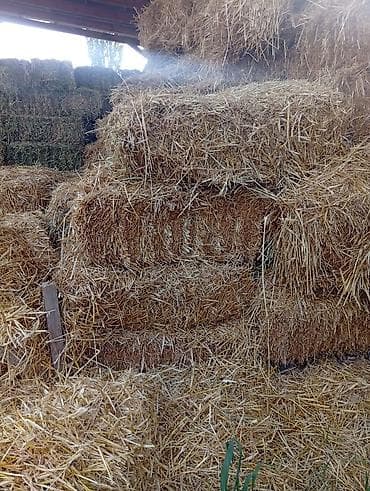 Тюки соломы под навесом. Арпа саман сатылат туктор чон чон кургак at lalafo.kg Тюки соломы под навесом. Арпа саман сатылат туктор чон чон кургак