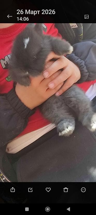 Игрушка Пушистый декоративный кролик - Окрас: графитово‑чёрный с at lalafo.kg Игрушка Пушистый декоративный кролик - Окрас: графитово‑чёрный с