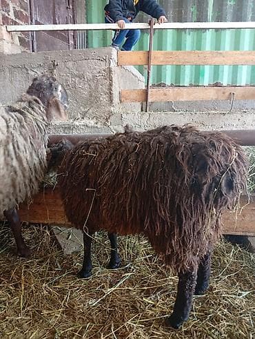 Продаю | Овца (самка) | Для разведения | Ярка at lalafo.kg Продаю | Овца (самка) | Для разведения | Ярка