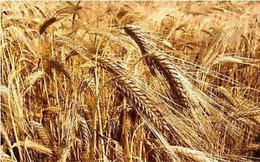 ЯЧМЕНЬ (Арпа)НУТАНС-89 СУПЕР ЭЛИТА . Ячмень на продажу Продается lalafo.kg да ЯЧМЕНЬ (Арпа)НУТАНС-89 СУПЕР ЭЛИТА . Ячмень на продажу Продается
