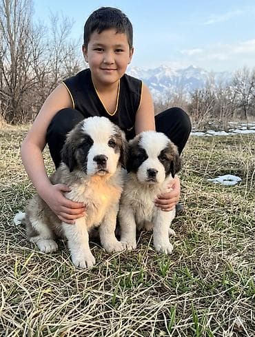 Сенбернар, 3 месяца, Самка at lalafo.kg Сенбернар, 3 месяца, Самка