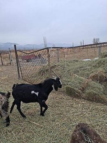 Продаю | Коза (самка) | Для разведения at lalafo.kg Продаю | Коза (самка) | Для разведения