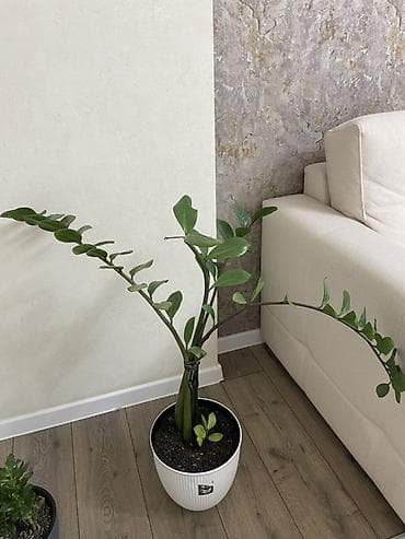 Замиокулькас (Zamioculcas zamiifolia) в горшке/ отдам с горшком 😊 - at lalafo.kg Замиокулькас (Zamioculcas zamiifolia) в горшке/ отдам с горшком 😊 -