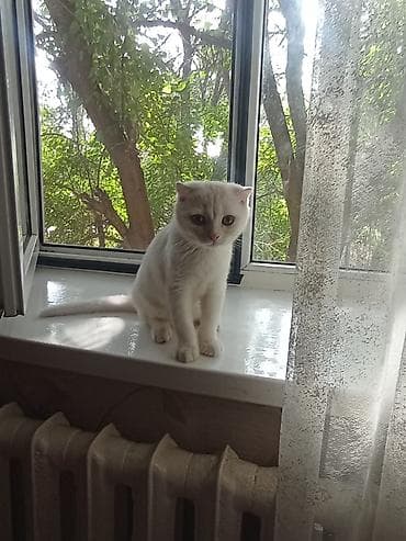 Продажа кошек at lalafo.kg Продажа кошек