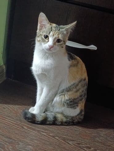 7 месяцев, Девочка, Черепаховый at lalafo.kg 7 месяцев, Девочка, Черепаховый