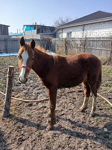 Продаю | Конь (самец) | Дончак | Конный спорт at lalafo.kg Продаю | Конь (самец) | Дончак | Конный спорт