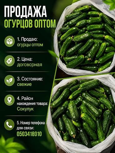 Огурцы Кураж, Оптом at lalafo.kg Огурцы Кураж, Оптом