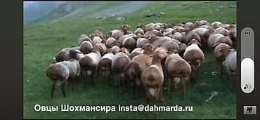 Малчы керек кой бакканга, уй булолуу же бой адам ичимдиктен алыс at lalafo.kg Малчы керек кой бакканга, уй булолуу же бой адам ичимдиктен алыс
