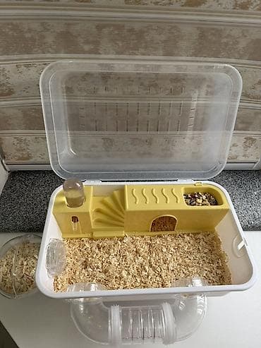 Деңиз чочколору: Пластиковая клетка-домик для хомячка Хомячок девочка 1,5 месяца 🐹 lalafo.kg да — 1 Деңиз чочколору: Пластиковая клетка-домик для хомячка Хомячок девочка 1,5 месяца 🐹 — 1