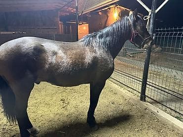 Продаю | Жеребец | Полукровка | Конный спорт at lalafo.kg Продаю | Жеребец | Полукровка | Конный спорт