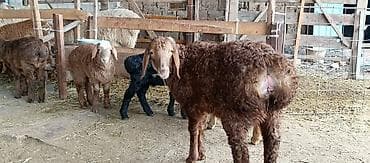 Продаю | Ягненок | Для разведения at lalafo.kg Продаю | Ягненок | Для разведения