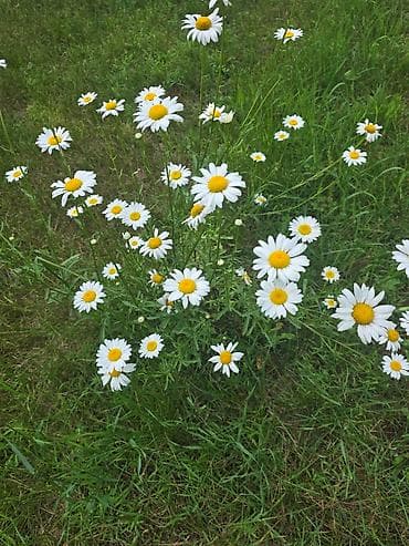 5 м², 2 комнаты at lalafo.kg 5 м², 2 комнаты