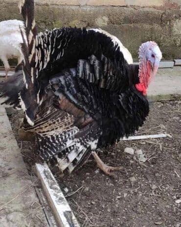 Продаю | Индюк (самец) | Для разведения | Племенные at lalafo.kg Продаю | Индюк (самец) | Для разведения | Племенные