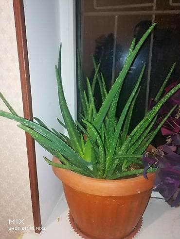 Алое Вера разные года,высота.ватсапп at lalafo.kg Алое Вера разные года,высота.ватсапп