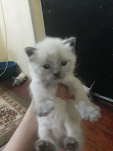 Котят месяц все девочки красивые домашние at lalafo.kg — 2 Котят месяц все девочки красивые домашние — 2