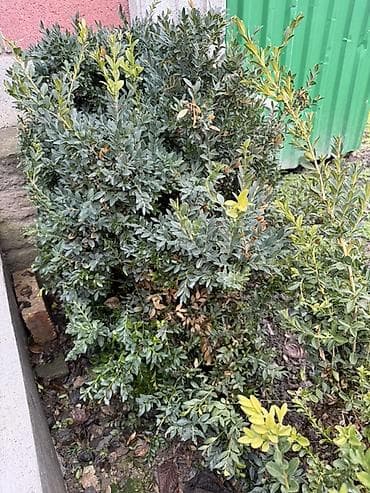 Самшит: Самшит (Buxus) для живой изгороди и бордюров. - Кустарники плотные lalafo.kg да — 6 Самшит: Самшит (Buxus) для живой изгороди и бордюров. - Кустарники плотные — 6