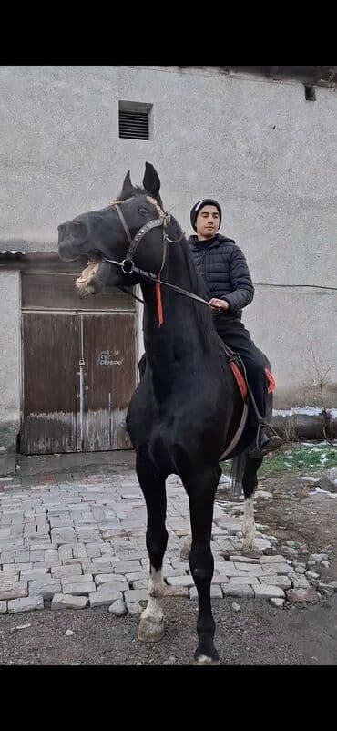 Продаю | Жеребец | Конный спорт at lalafo.kg Продаю | Жеребец | Конный спорт
